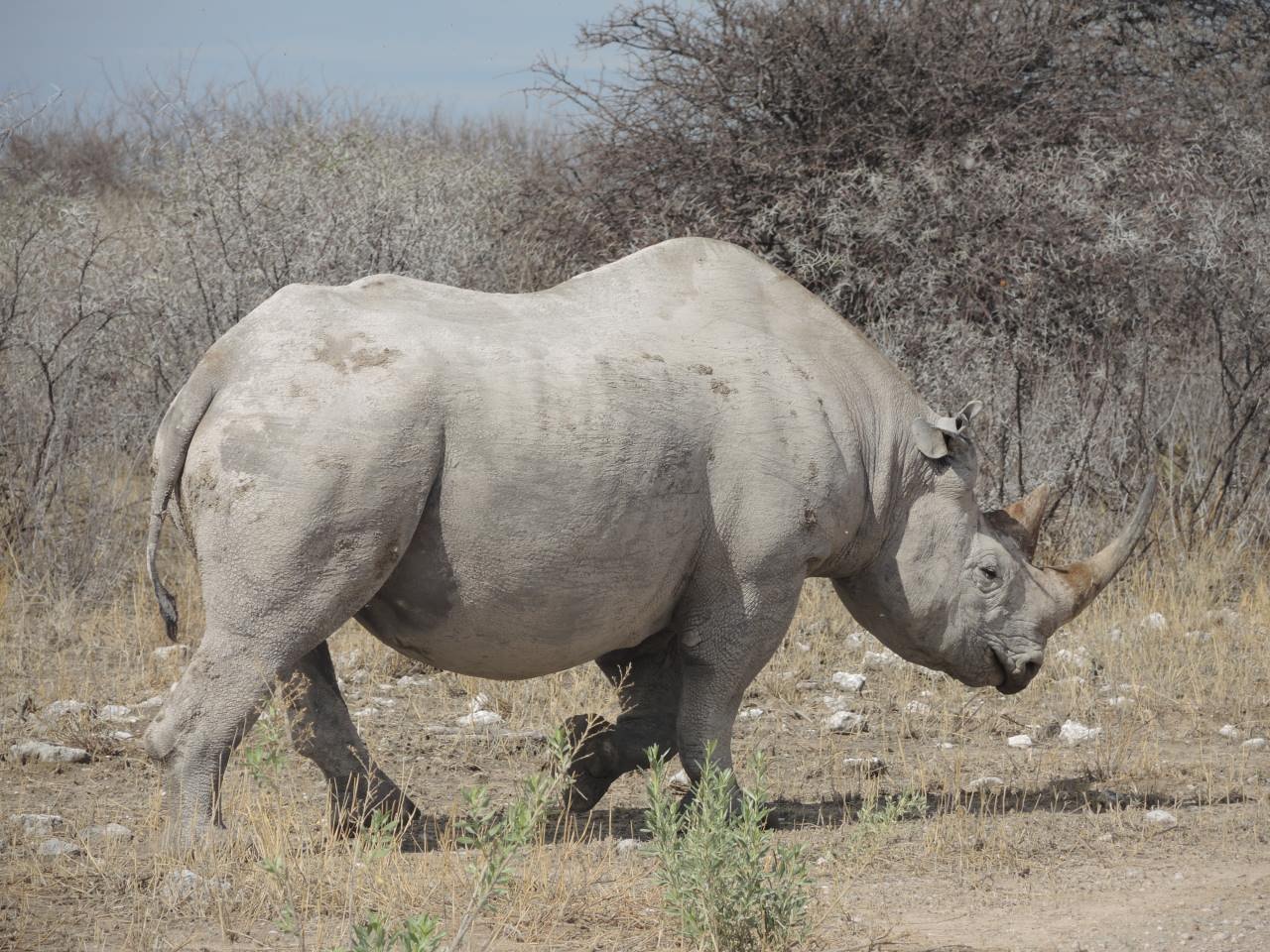 Nashorn