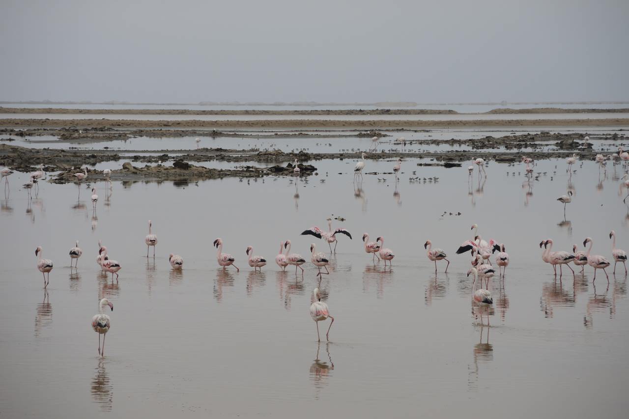 Flamingos in Salzfeldern