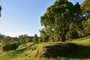 Waitomo Region im Morgenlicht