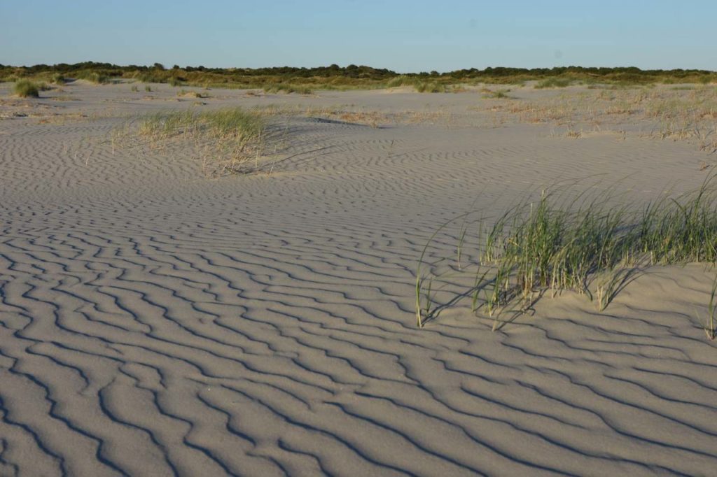 Windverwehungen im Sand