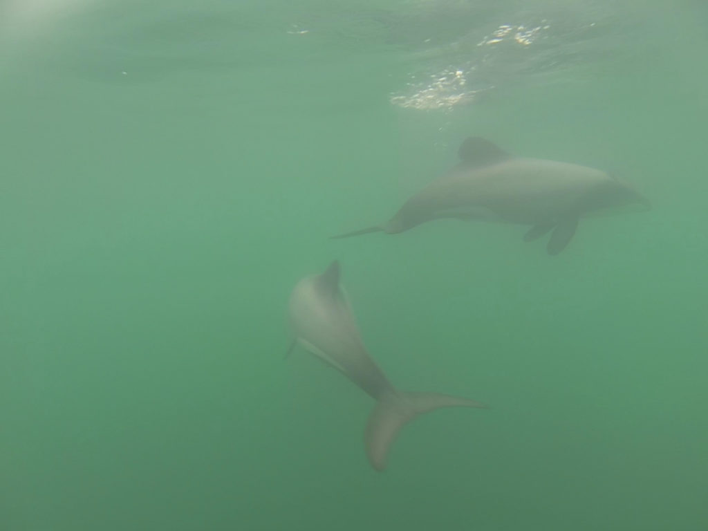 Hector Delfine in der Bucht von Akaroa