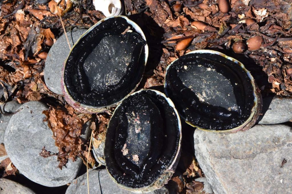Paua Muscheln