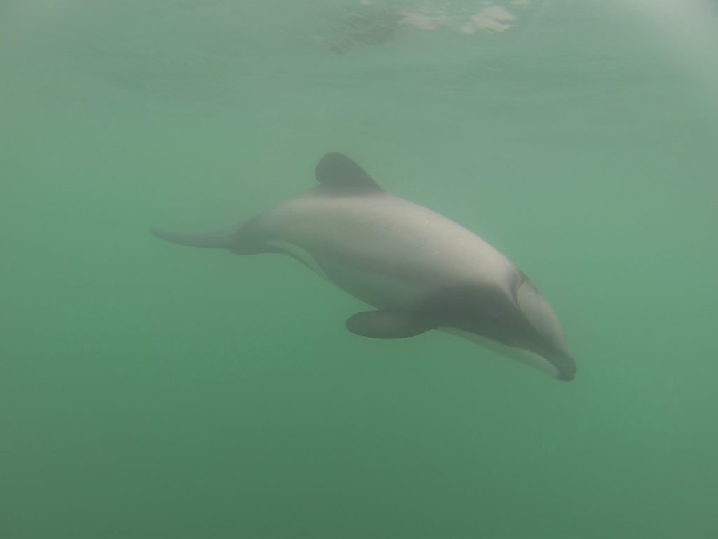 Hector Delfin in Bucht von Akaroa