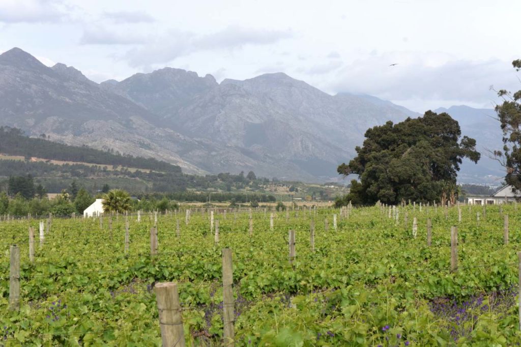 Weingebiet in der Nähe von Franschhoek