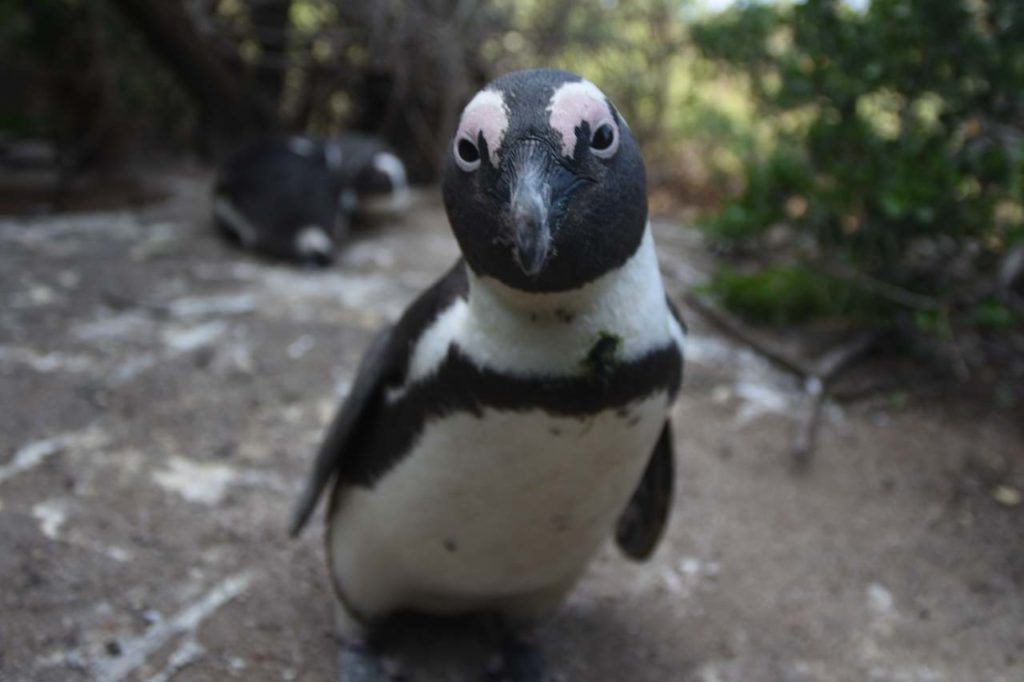 Brillenpinguin in Simon's Town