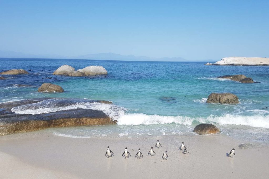Brillenpinguine in Simon's Town