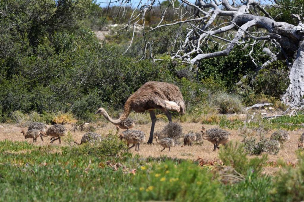 Vogelstrauß mit Jungen im De Hoop Nature Reserve