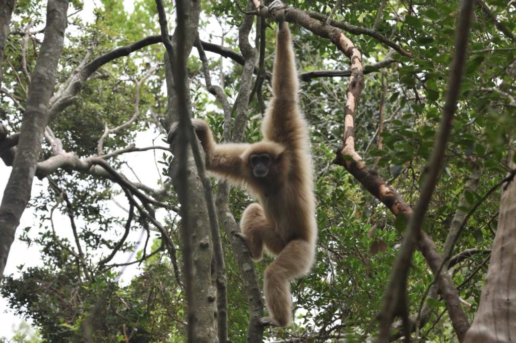 Gibbon im Monkeyland