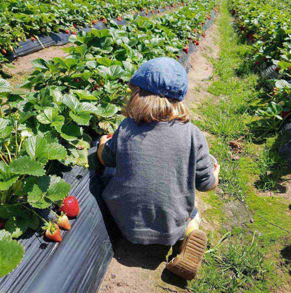 Erdbeeren pflücken auf der Redberry Farm