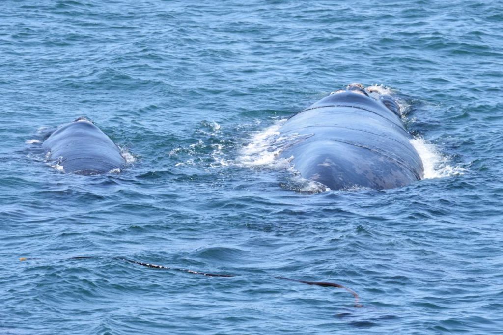 Südkaper (Southern Right Whale) mit Kälbchen
