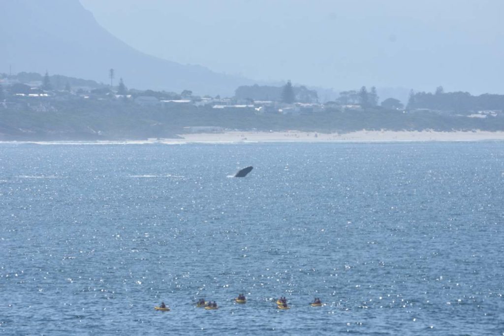 Südkaper mit Sea Kayak Tour im Vordergrund