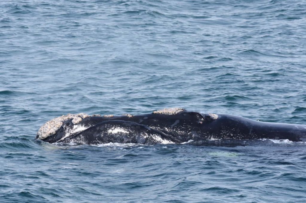 Südkaper (Southern Right Whale)