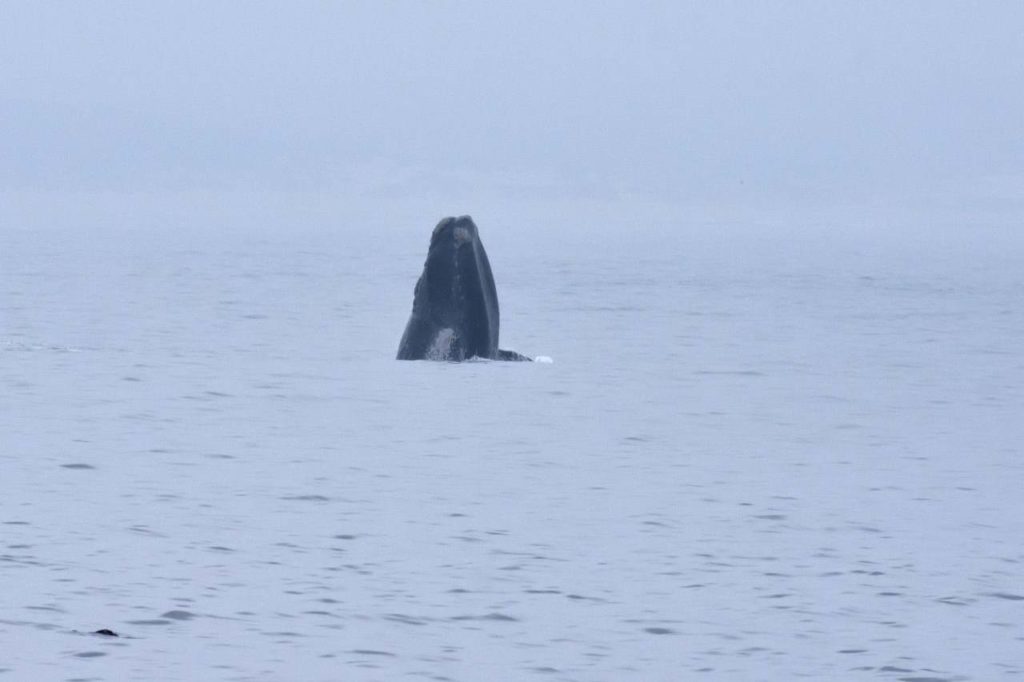 Südkaper (Southern Right Whale) beim Spyhopping