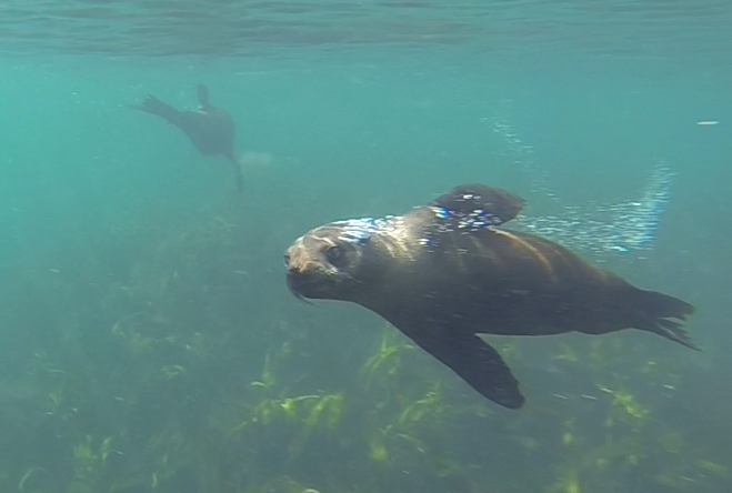 Robben unter Wasser vor Duiker Island