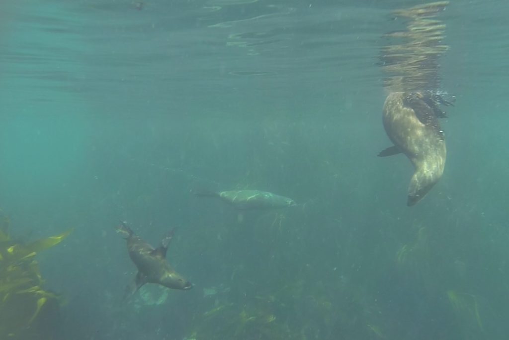Robben unter Waser vor Duiker Island