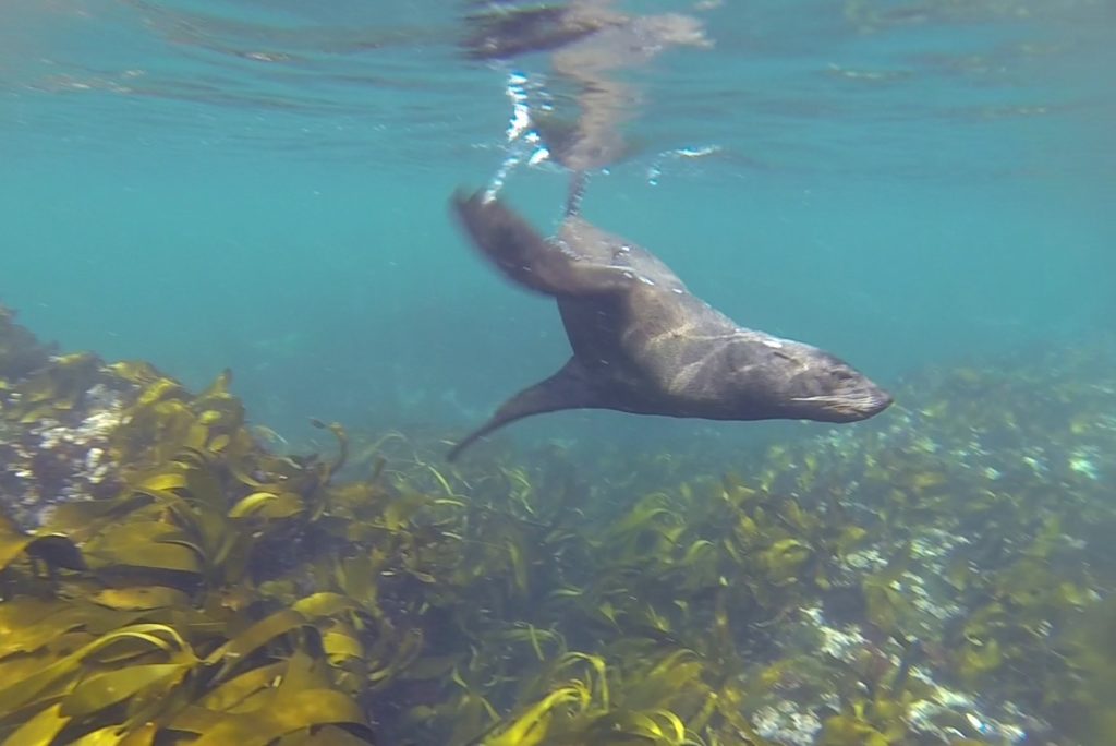 Afrikanischer Seebär vor Duiker Island