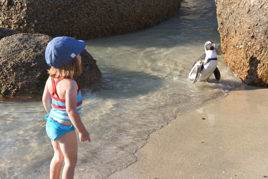 Brillenpinguin am Boulders Beach