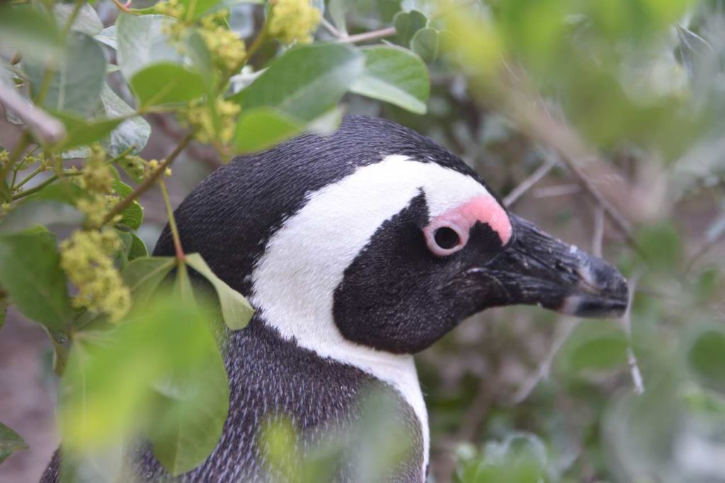 Brillenpinguin in Simon's Town