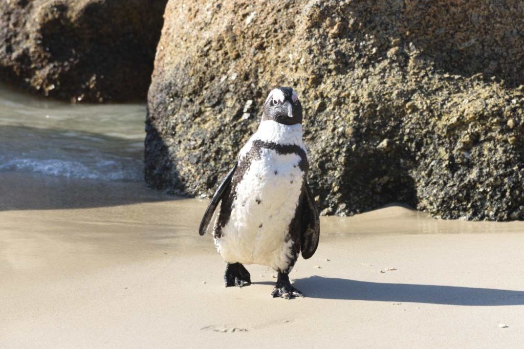 Brillenpinguin watschelt am Strand