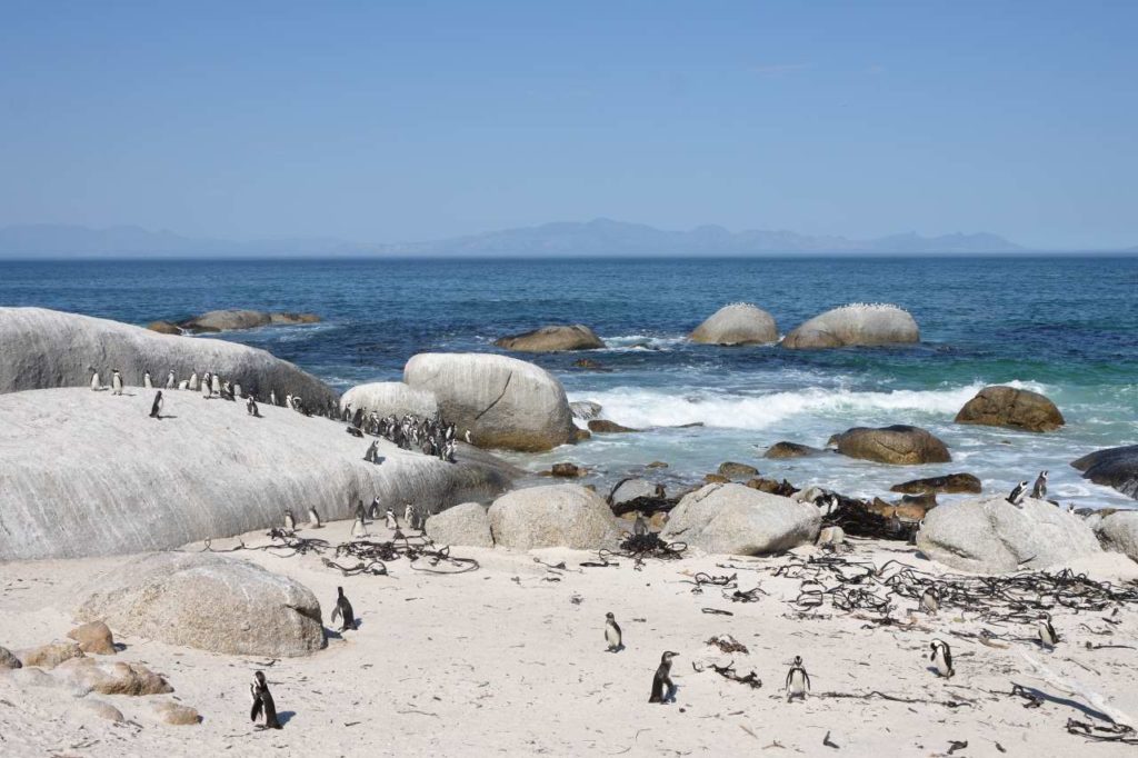 Brillenpinduine in Simon's Town