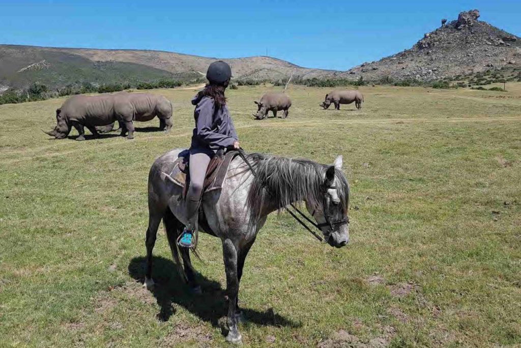 Reitsafari Botlierskop Game Reserve