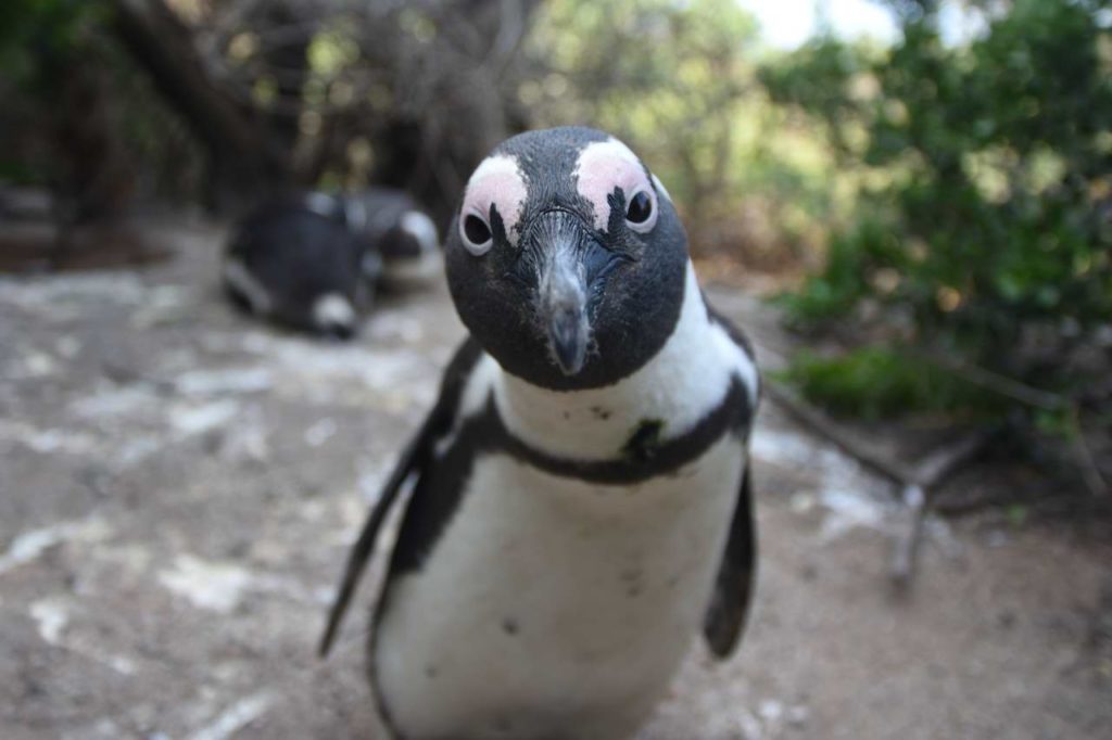 Brillenpinguin Portrait