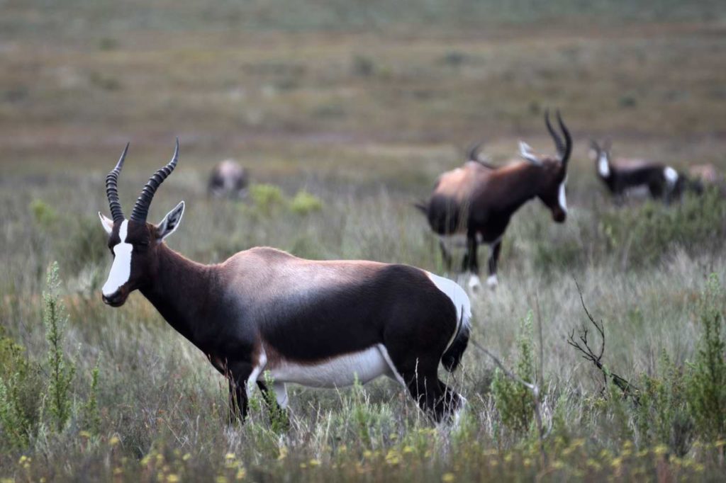 Buntböcke im Bontebok National Park