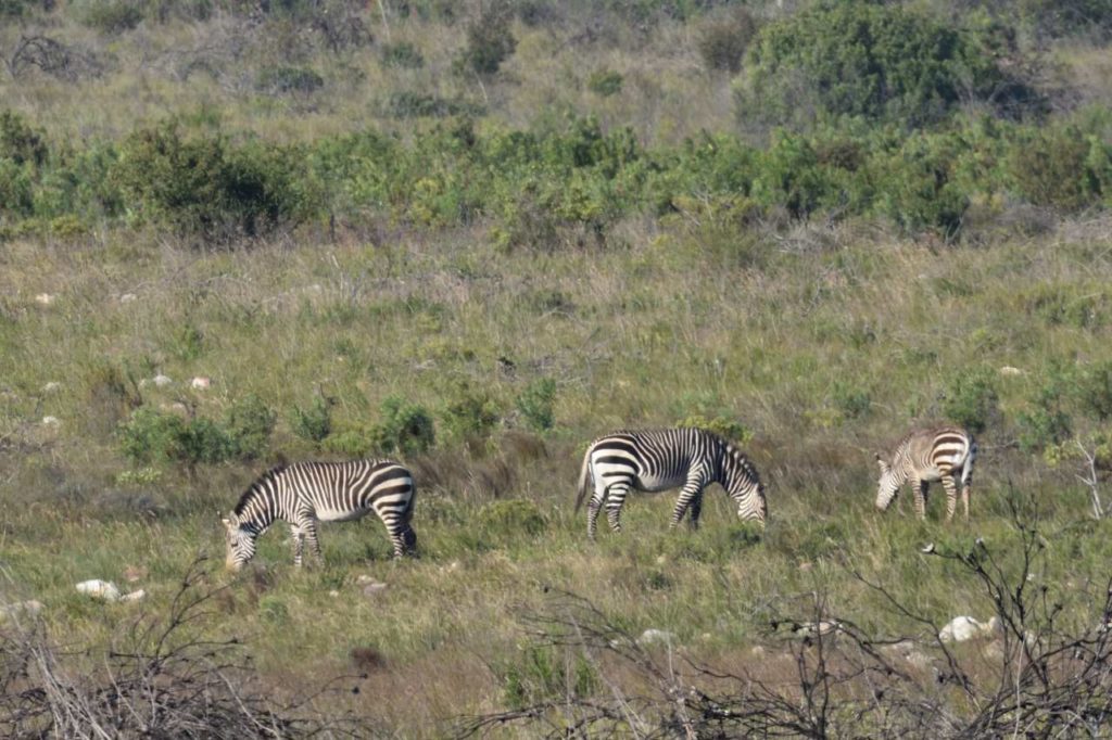 Bergzebras im Bontebok National Park