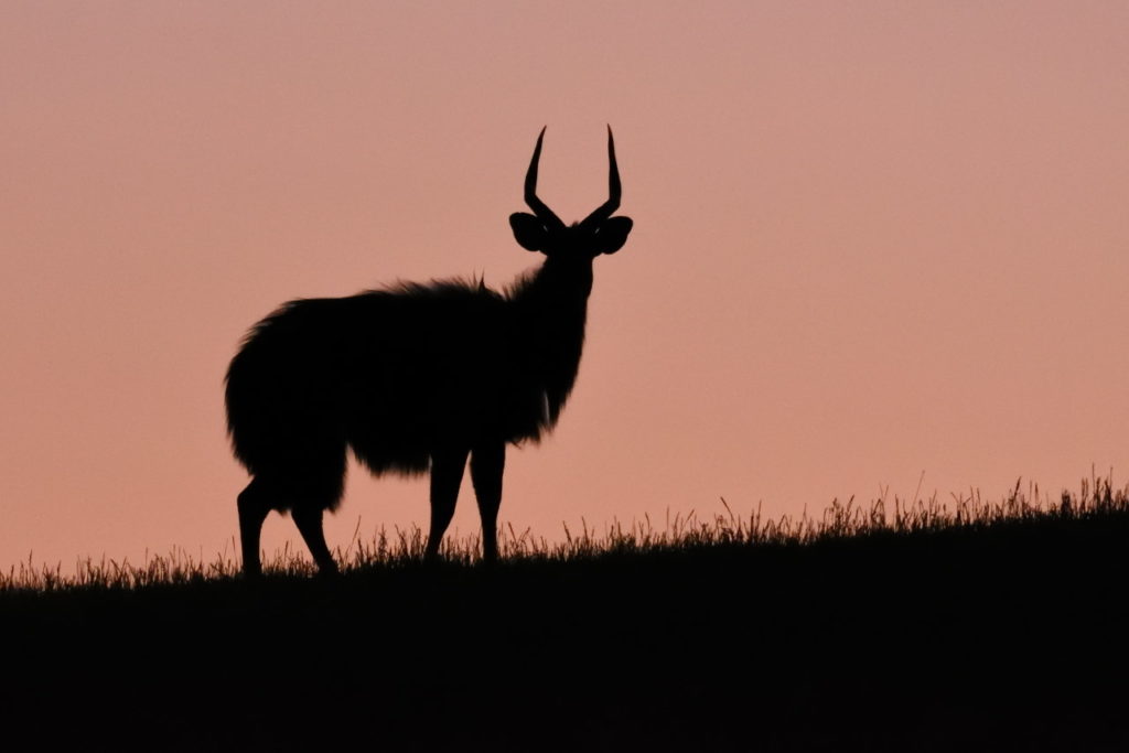 Nyala im Sonnenuntergang