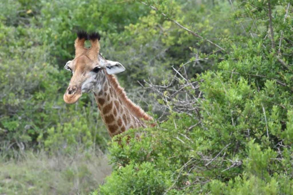 Giraffe im Lake Eland Game Reserve