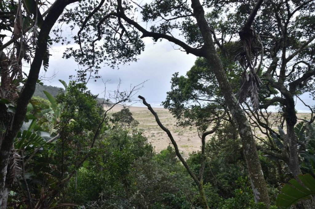 Ausblick aus dem Küstenregenwald auf den Strand