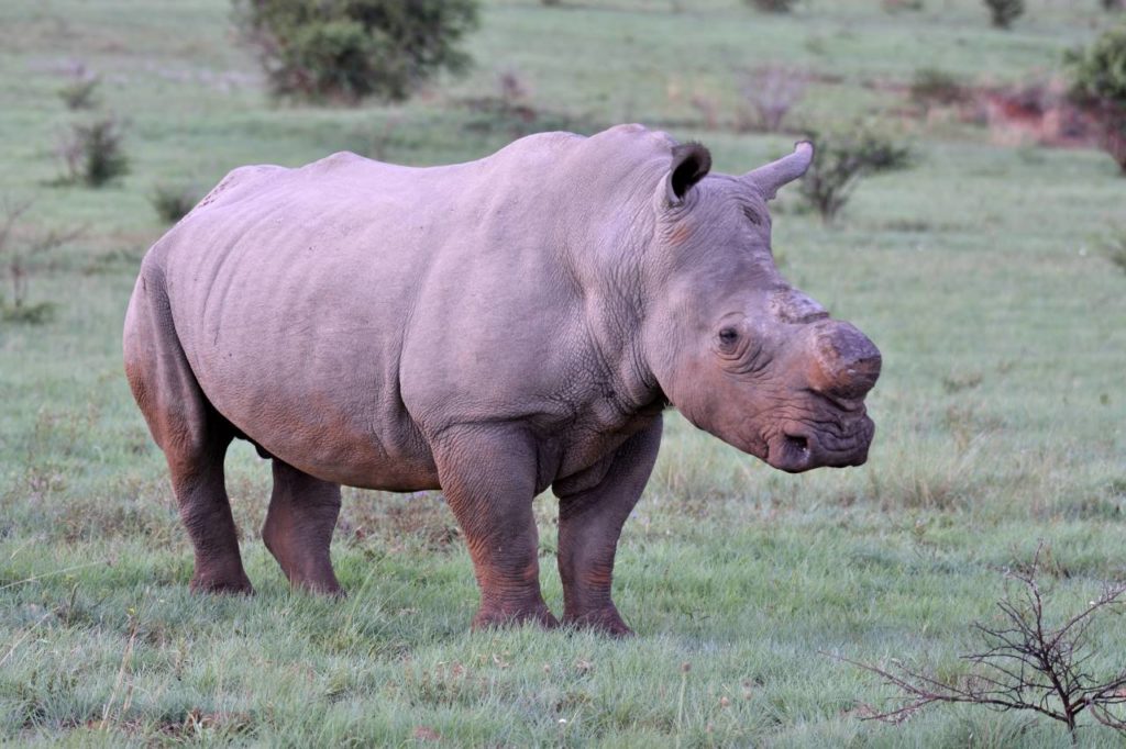 Breitmaulnashorn im Spioenkop Nature Reserve