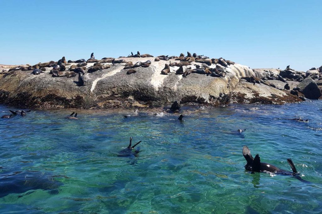 Robben auf Duiker Island